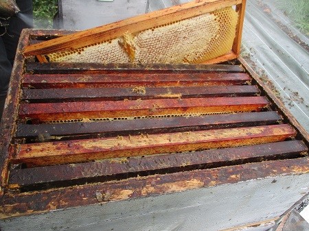 la récolte de miel 2021