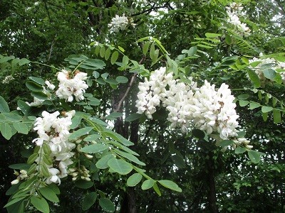 Les robiniers, faux-acacia